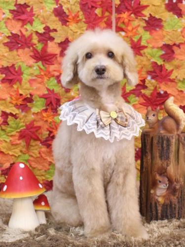 20241102アロマくん